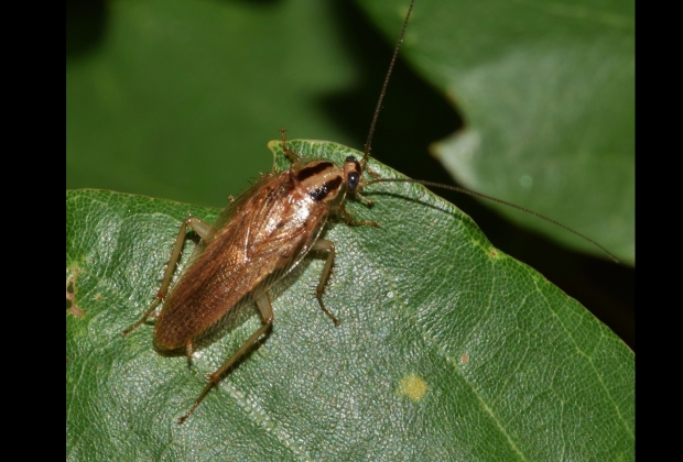 Barata