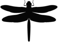 Libelula