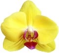 Orquidea