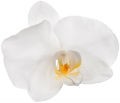 Orquidea