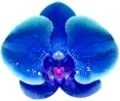 Orquidea