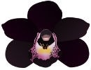 Orquidea