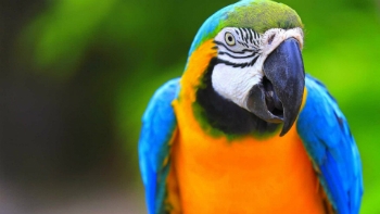 Papagaio