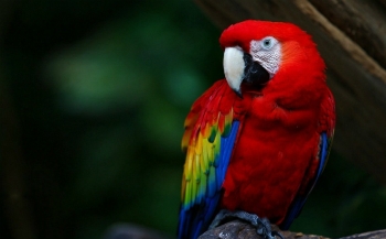 Papagaio