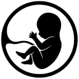 Placenta