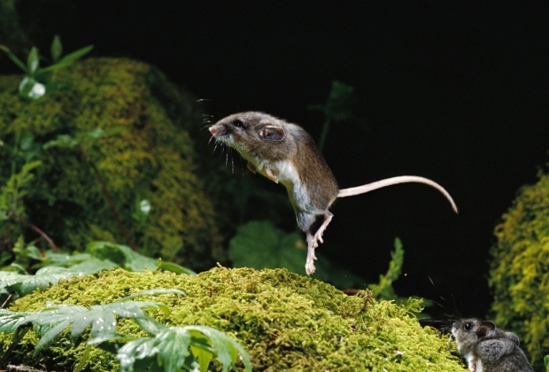 Rato