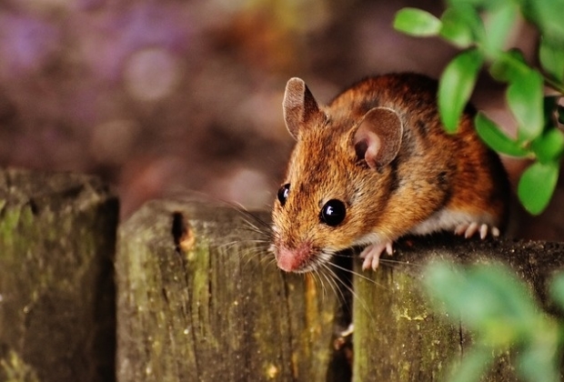 Rato