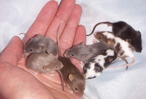 Rato