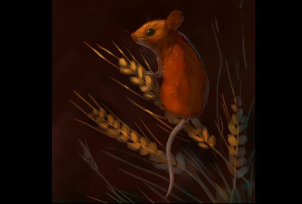 Rato