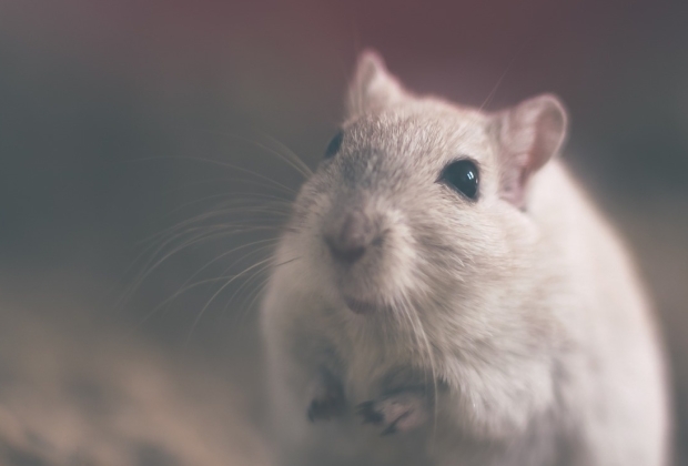 Rato
