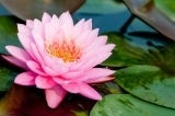 Significado Da Cor Rosa