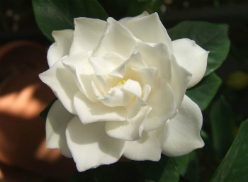 Significado Das Cores Das Flores
