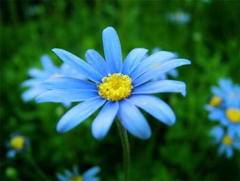 Significado Das Cores Das Flores