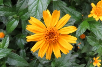 Significado Das Cores Das Flores