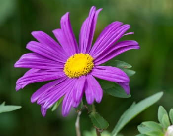 Significado Das Cores Das Flores
