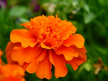 Significado Das Cores Das Flores