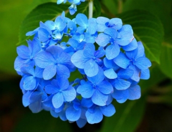 Significado Das Flores Azuis