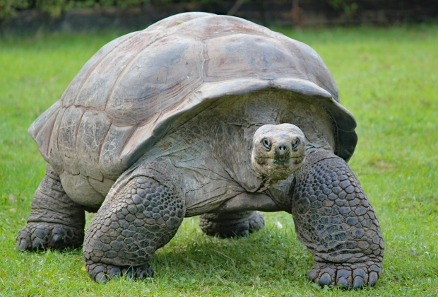 Tartaruga